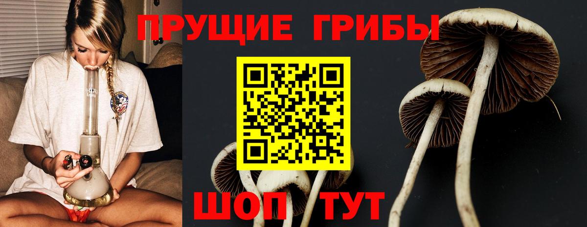 Псилоцибиновые грибы Psilocybe Грозный